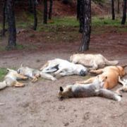 VEKİLLERİN YÜRÜYÜŞ YOLUNDA  KÖPEK VE TİLKİLER KATLİAMI